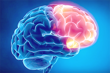 Вода обеспечивает работу мозга, умственную  деятельность